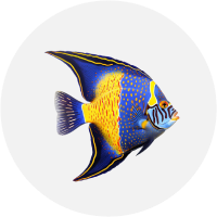 Kategorija Akvaristika