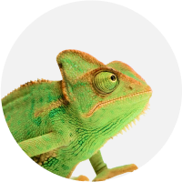 Kategorija Teraristika