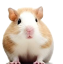 Pretraga