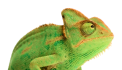 Pretraga