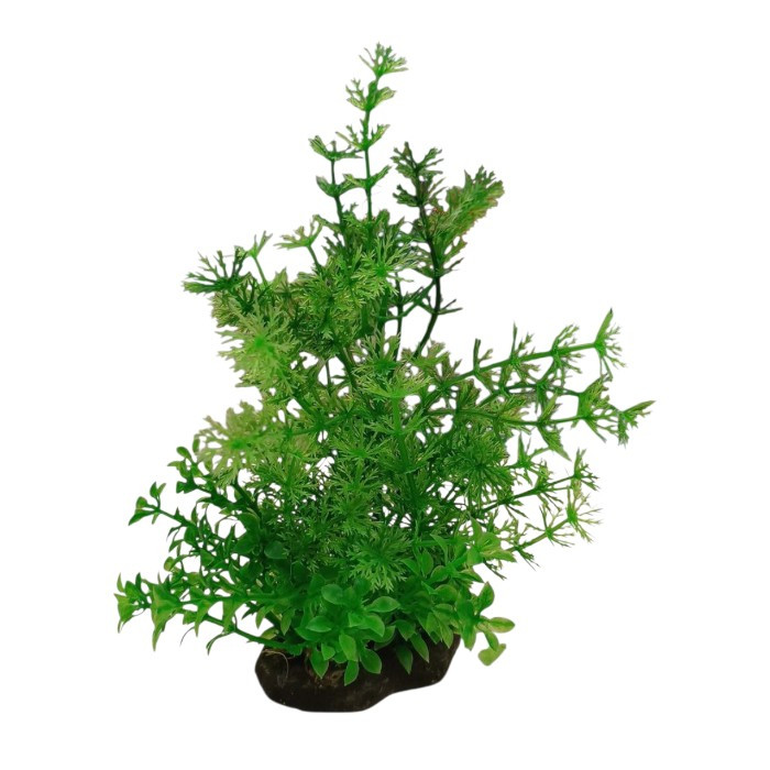 Croci ukrasna biljka za akvarij mix