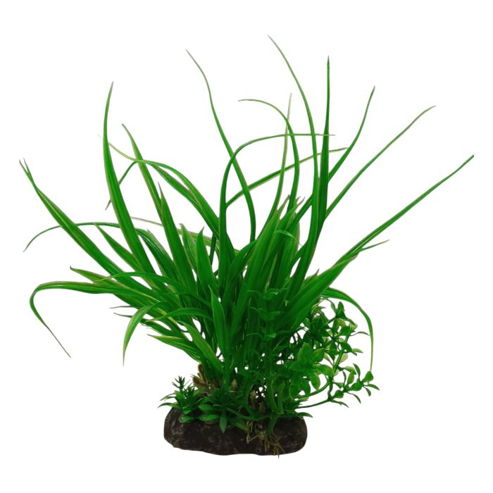 Croci ukrasna biljka za akvarij mix