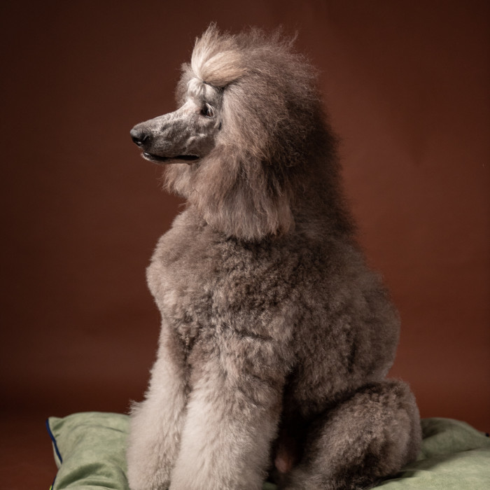 Mushmallow Premium ležaljka / krevet za pse u nekoliko varijanti boja, S - 40x60cm