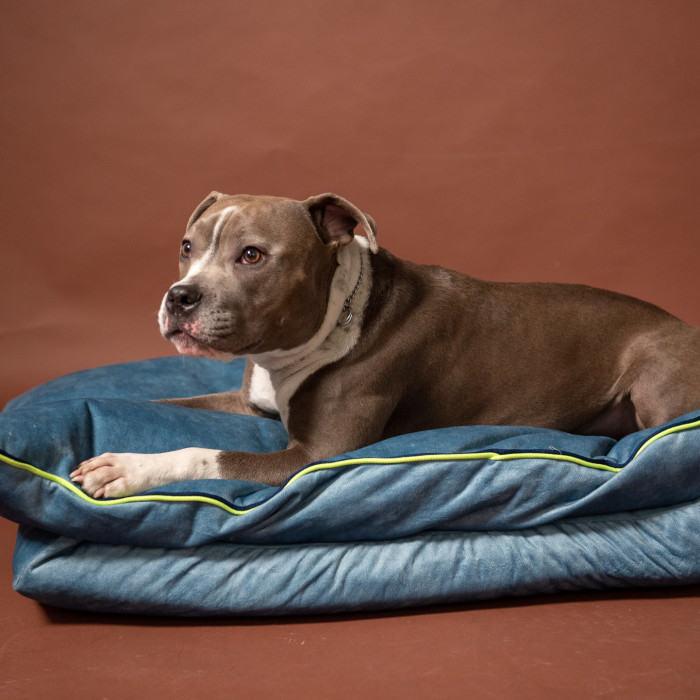 Mushmallow Premium ležaljka / krevet za pse u nekoliko varijanti boja, L - 60x80cm