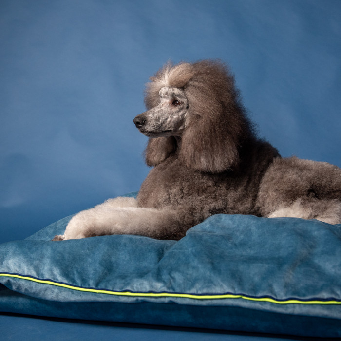 Mushmallow Premium ležaljka / krevet za pse u nekoliko varijanti boja, L - 60x80cm